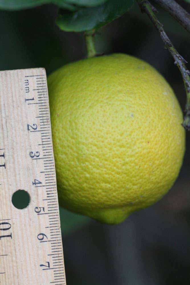                 Fruit (Cook, Riverside, CA)       